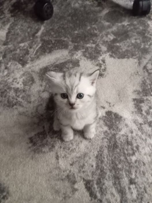 Чистокровные котята