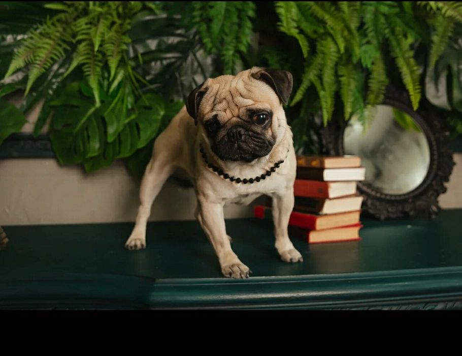 Фотосессия с мопсом