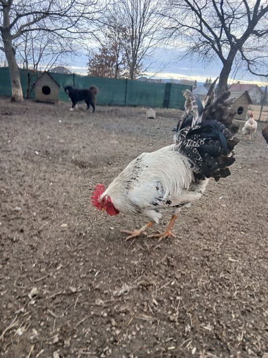 Vând cocoși de casă