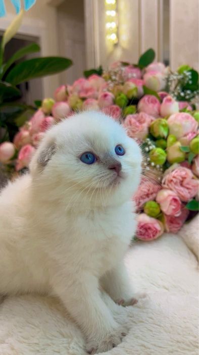 Поинт фолд девочка. Золотая шиншилла мальчик