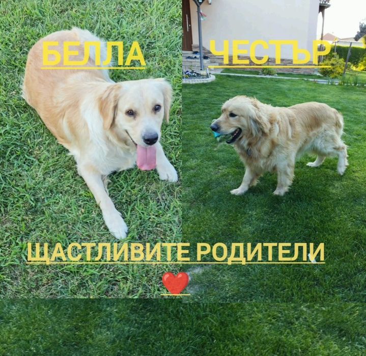 Голдън ретривър/Golden retriever