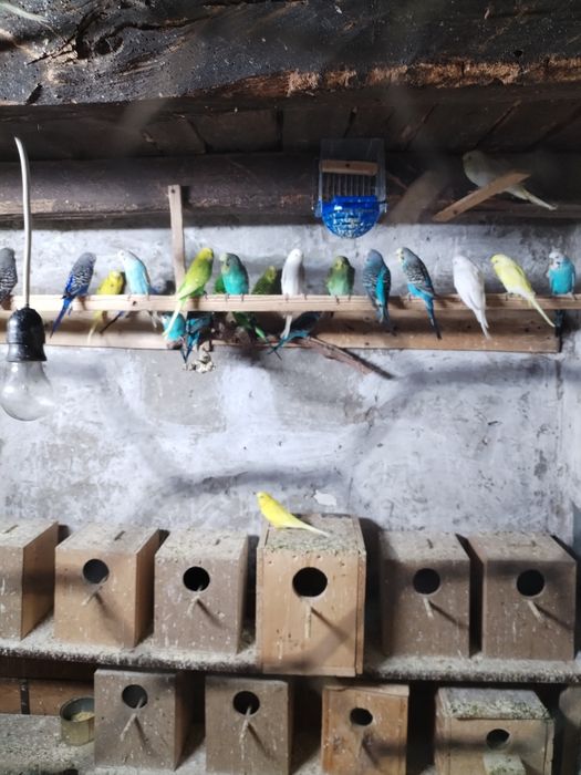 Папагали корели и вълнисти!