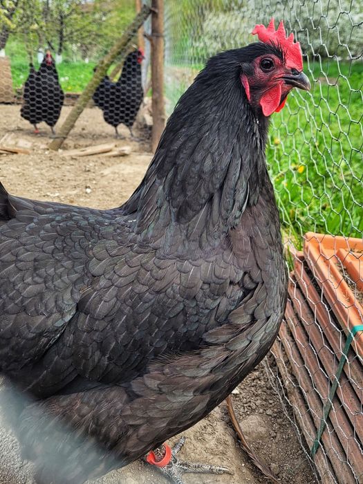 Oua pentru incubat rasa Australorp ! Rasă pură!