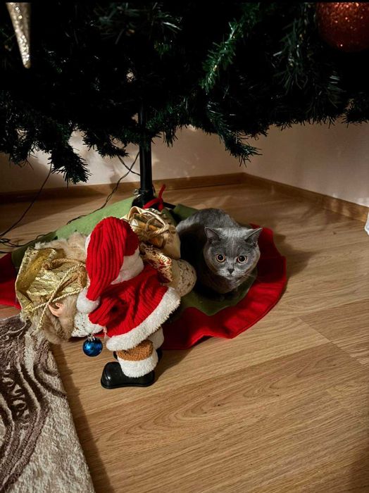 Lasa-ti animalutele in grija noastra si vei fi linistit.