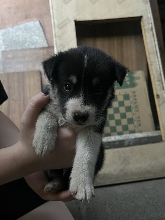 Щенки в хорошие руки