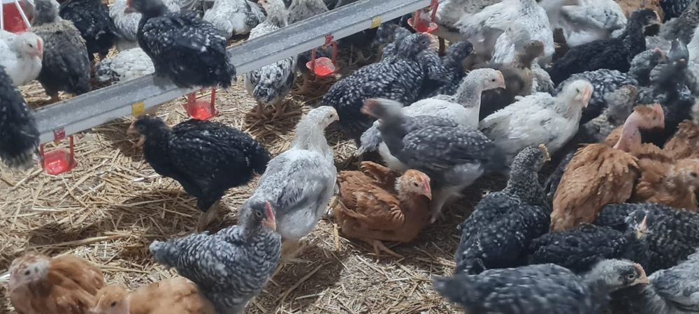 Pui alb de carne și rasa mixta