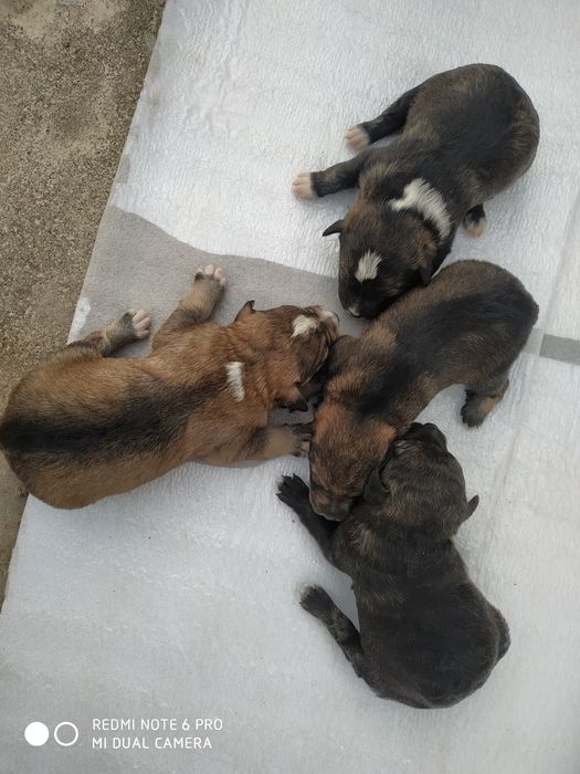 Отдам собачек в хорошие руки