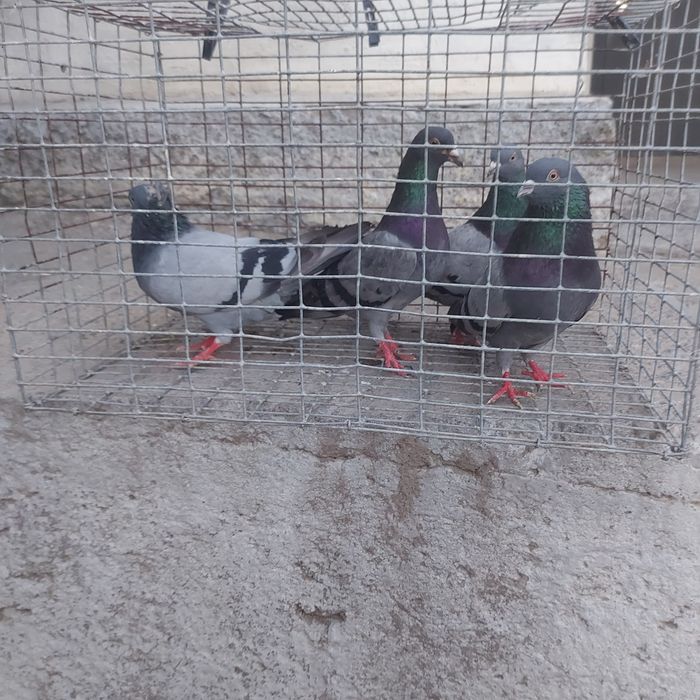 Сизи бакинцы лет с игрой