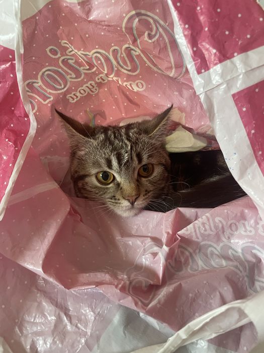 Отдам Кошка и котенок