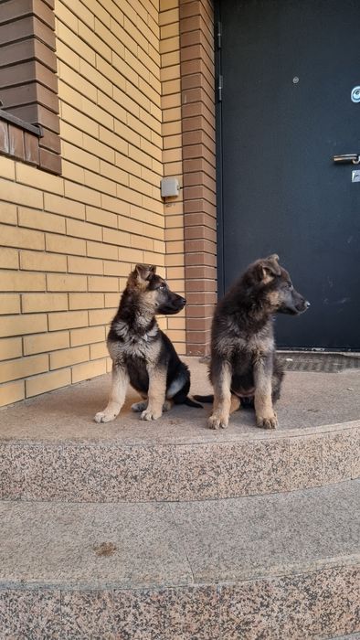 Продам щенков овчарки