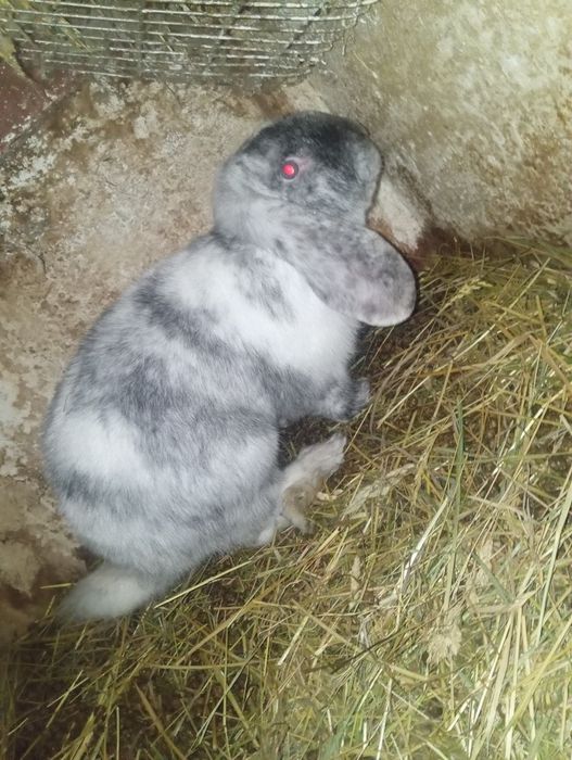 Vând iepuri berbec german