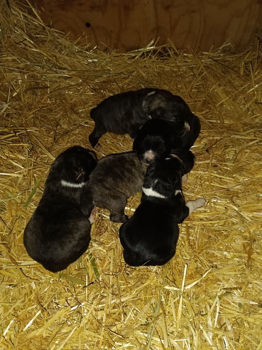 Алабай, тобет, САО