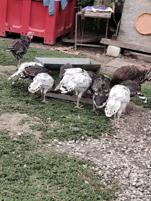 Vând pui de curcă românești de casă