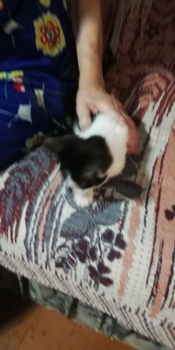 Животные домашние котята