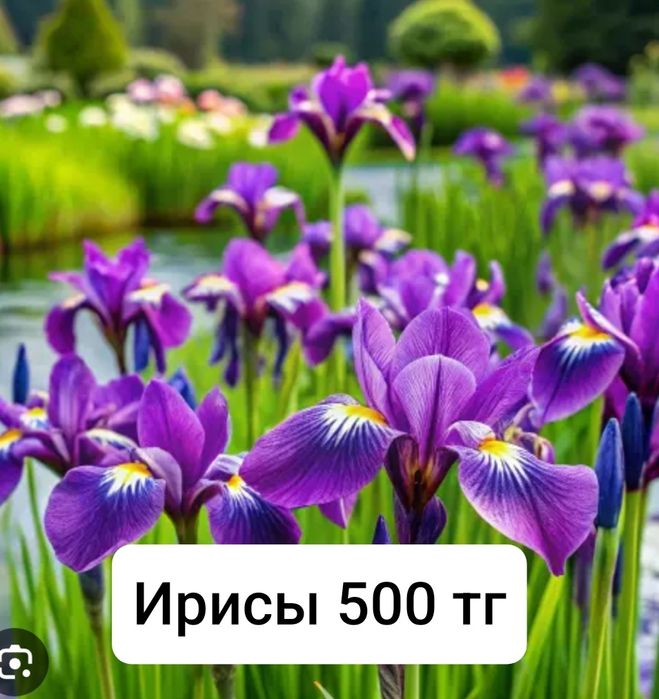 Многолетние цветы
