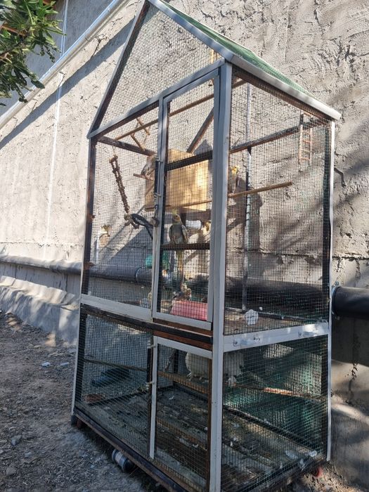 Qushlar sotiladi 1 para qolganlari bollari sog'lom qushlar srochna 975