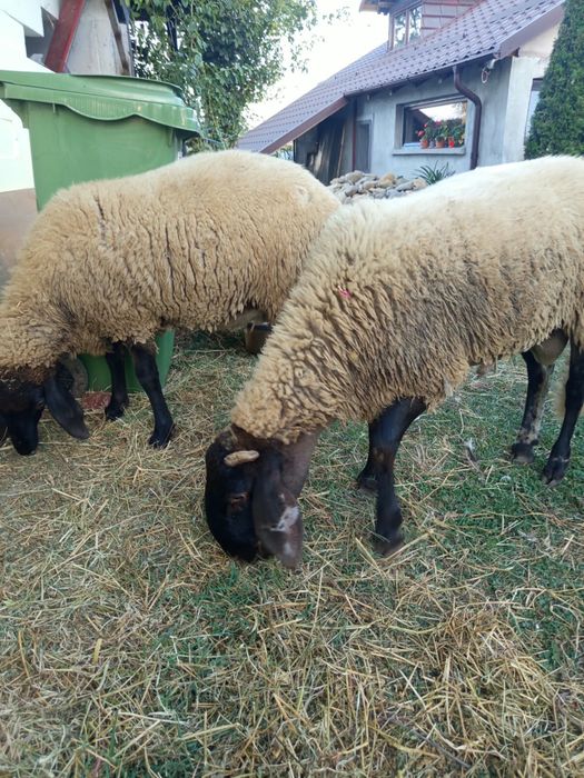 vând un berbecuț si o mieluță