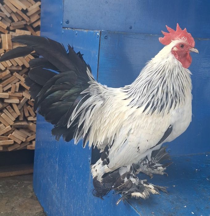 Pereche Mii de flori herminat deschis