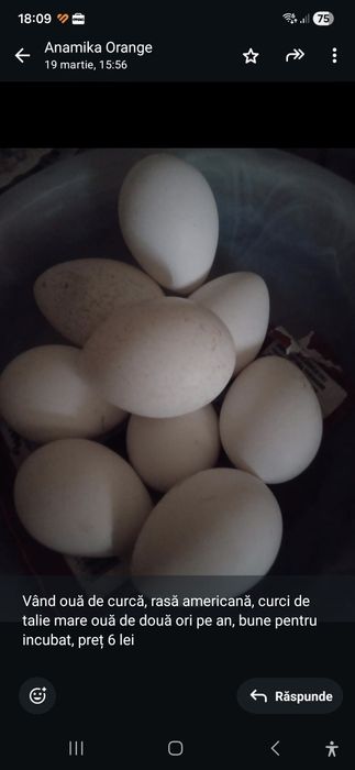Vând ouă de curcă