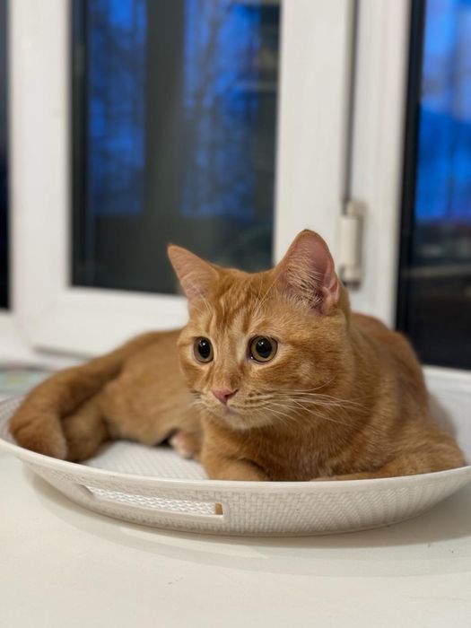 Ищем кошку для вязки кота