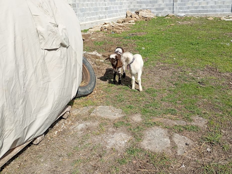 Продават се спешно