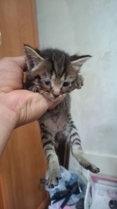 Отдам котят бесплатно