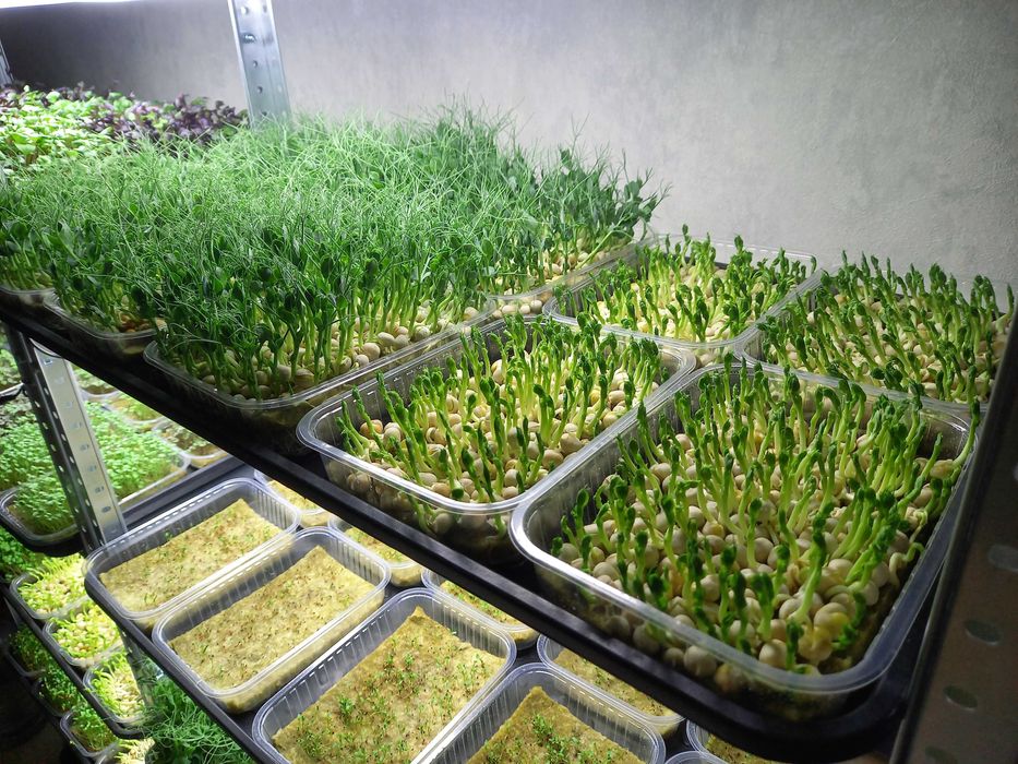 Семена для выращивания микрозелени