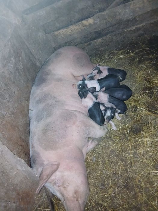 Vaca cu vitel de vânzare