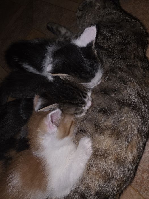 Отдам котят в добрые руки