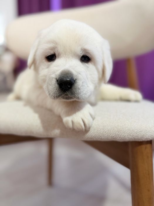 Продается лабродор