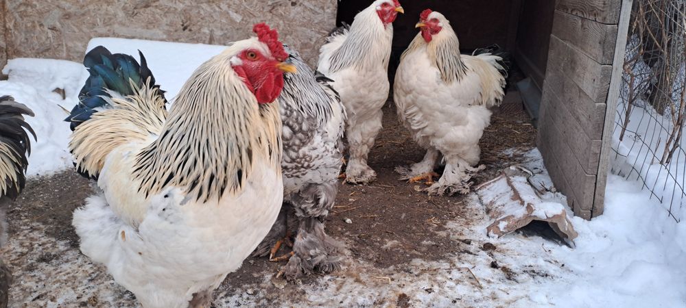 Vând găini brahma dar fac si schimb