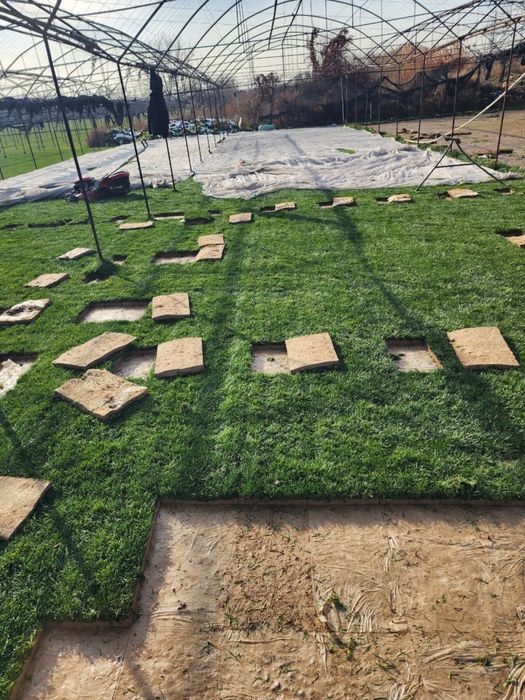 Газон рулонный gazon tayyor