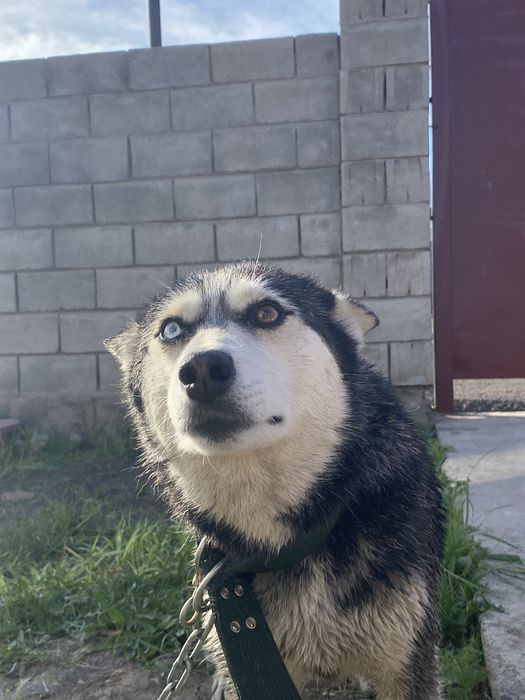 Хаски ищет новго хозяина