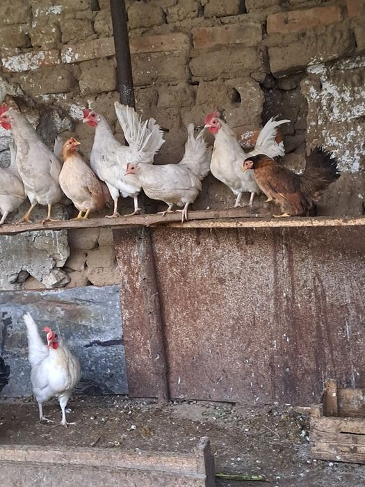 легхорн,серама,декоративни