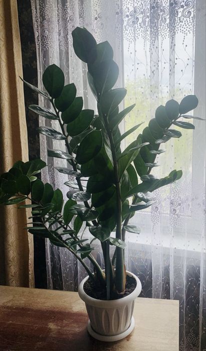 Продам долларовое дерево или Замиокулькас.