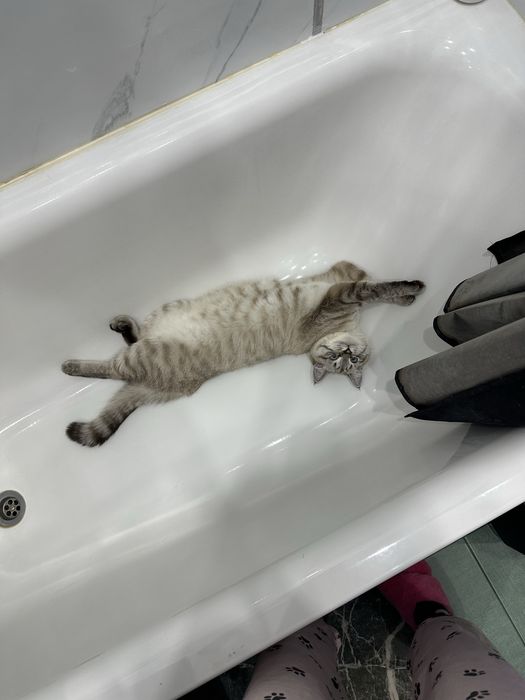 Отдам кошку в хорошие руки