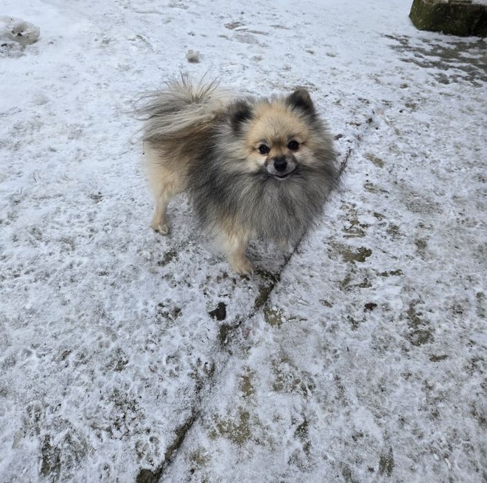 Померан    момче