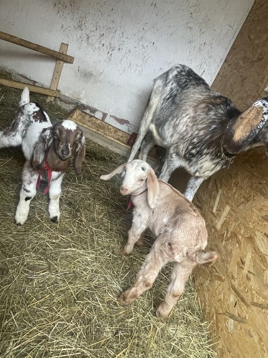 Iezi anglo-nubieni superbi (masculi )