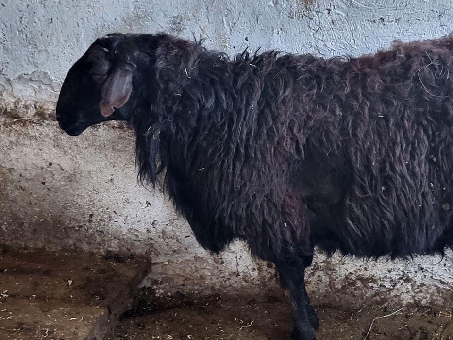 Қошқар сатылады .Продаётся кошкар