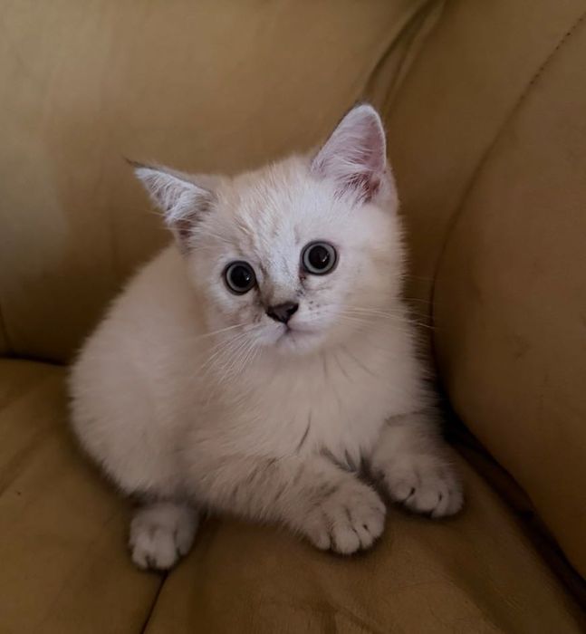Шотландско право ухо коте