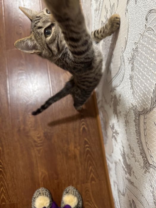 Котенок в добрые руки