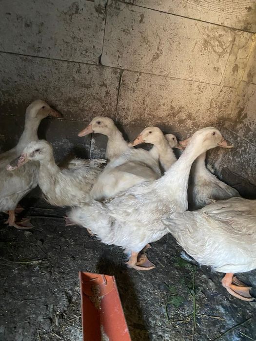 Vând rate de taiat4,5,6 kg 65 de lei