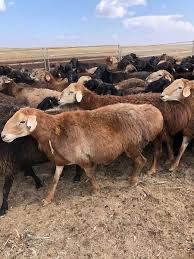 Құрбандыққа қой. Курбандыкка кой