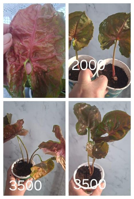 Продам цветы комнатные.