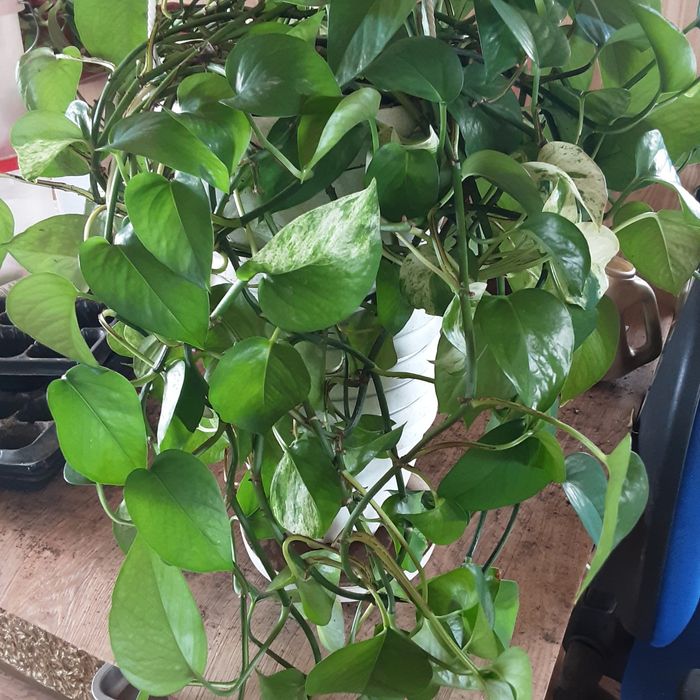 Продам Сциндапсус вариегатный и простой