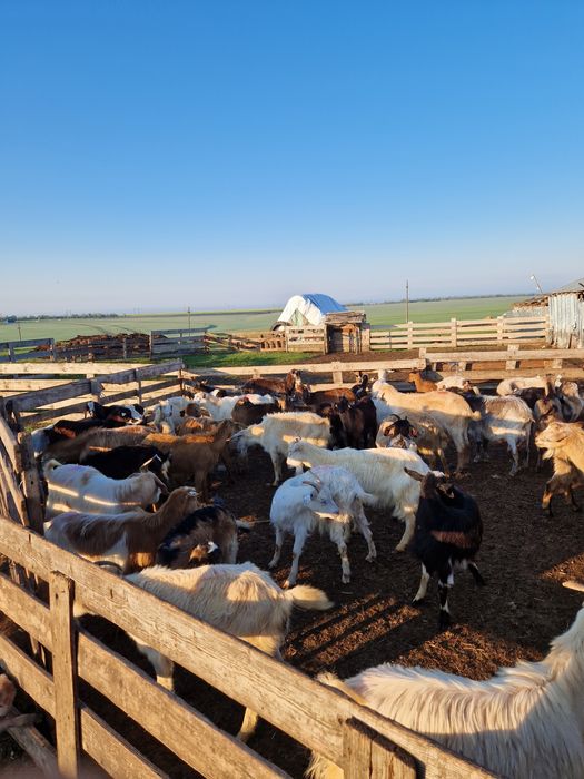 Vând capre tinere si bune de lapte