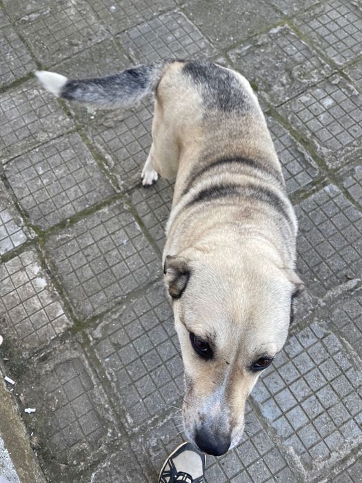 Ще подаря младо куче пазач (стерилизирано)