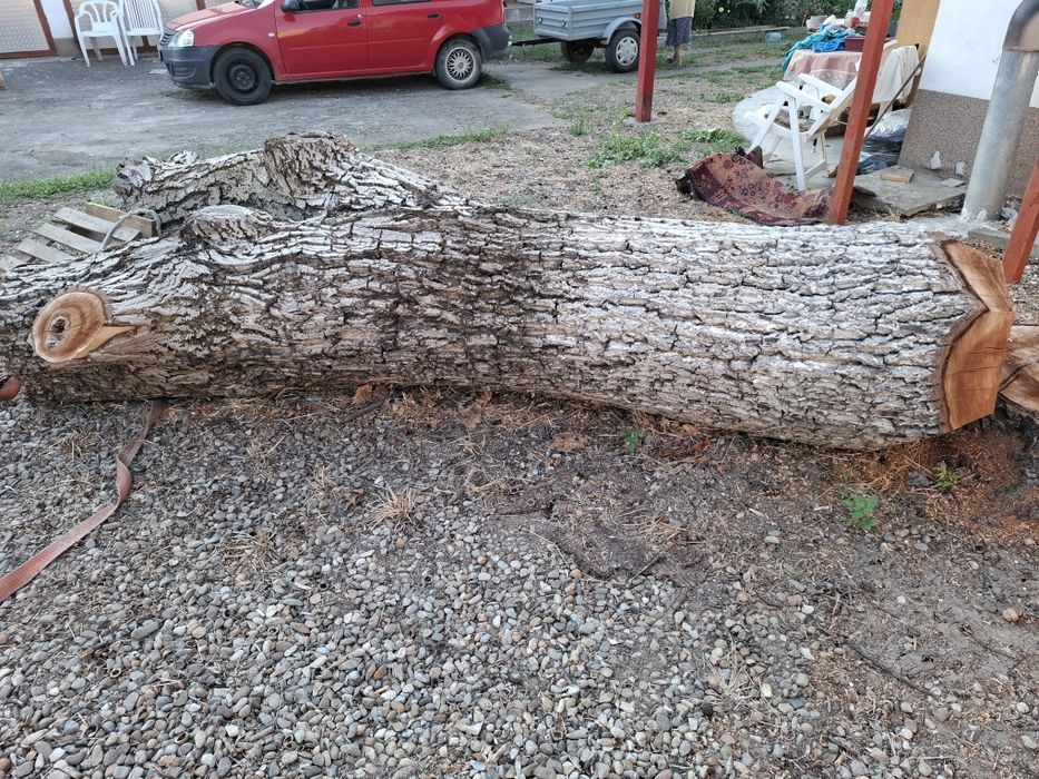 Lemn de nuc pentru prelucrat