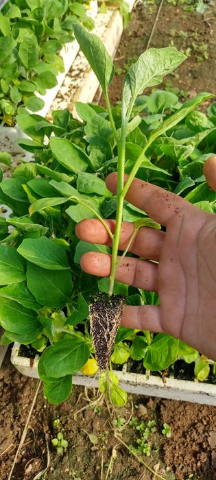 Разсад ПИПЕР ПАТЛАДЖАН професионални сортове