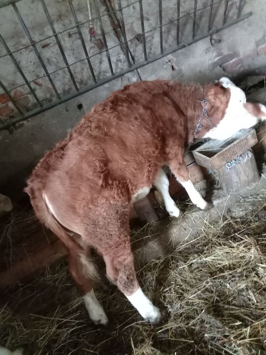 Vând 8 vieți (3 masculi și 5 femele) între 100și 200 de kg